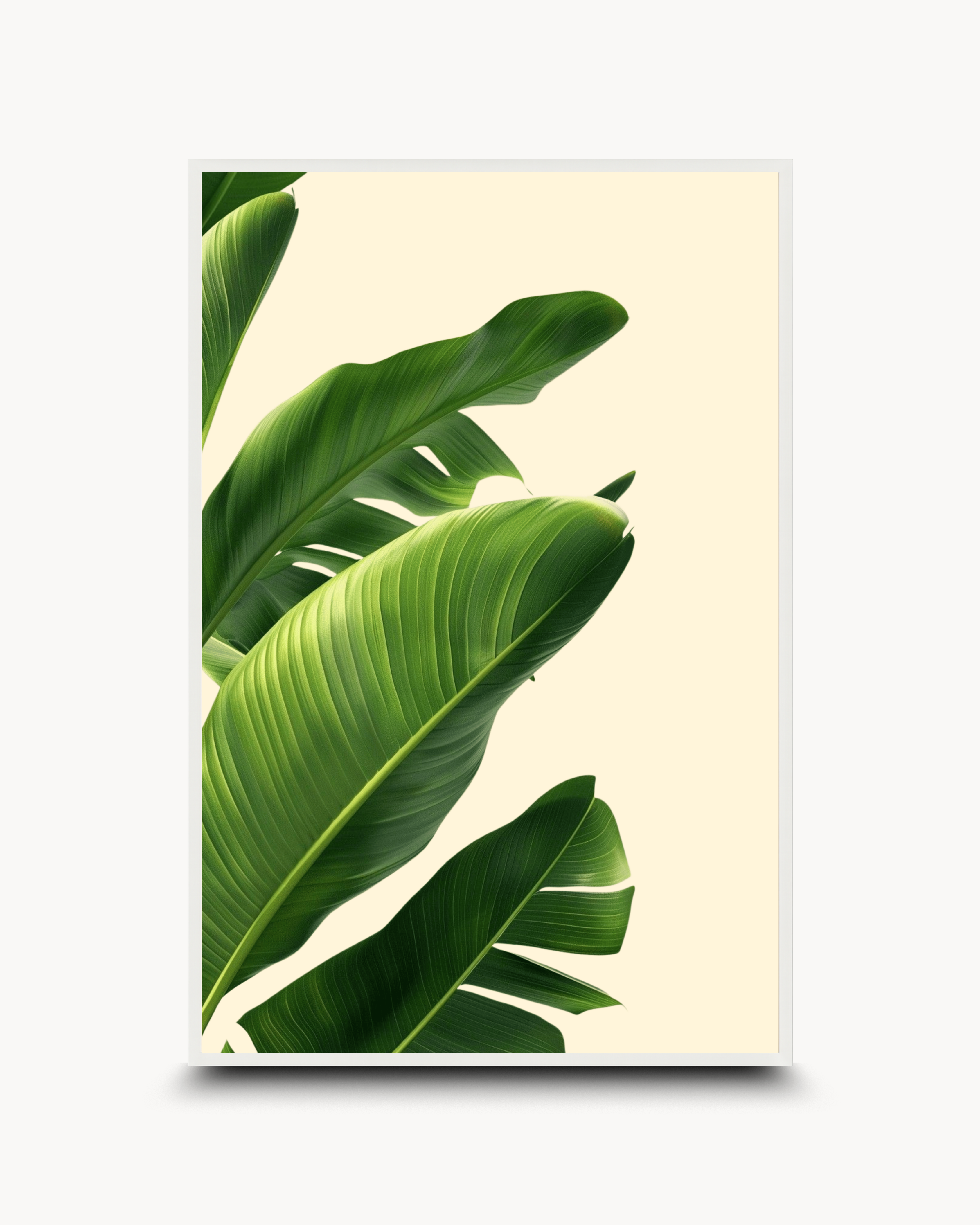 Photography: Houseplants - १