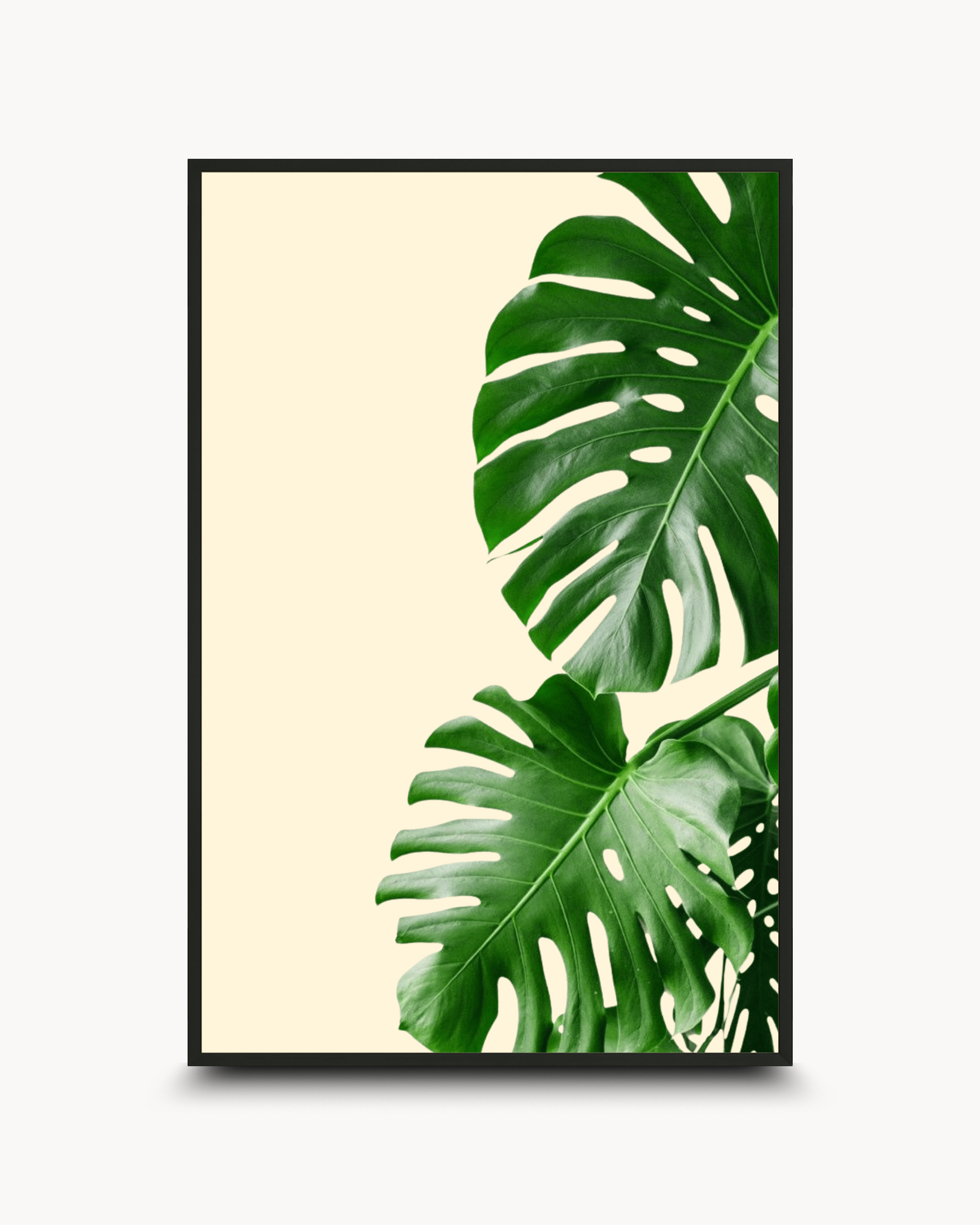 Photography: Houseplants - ३