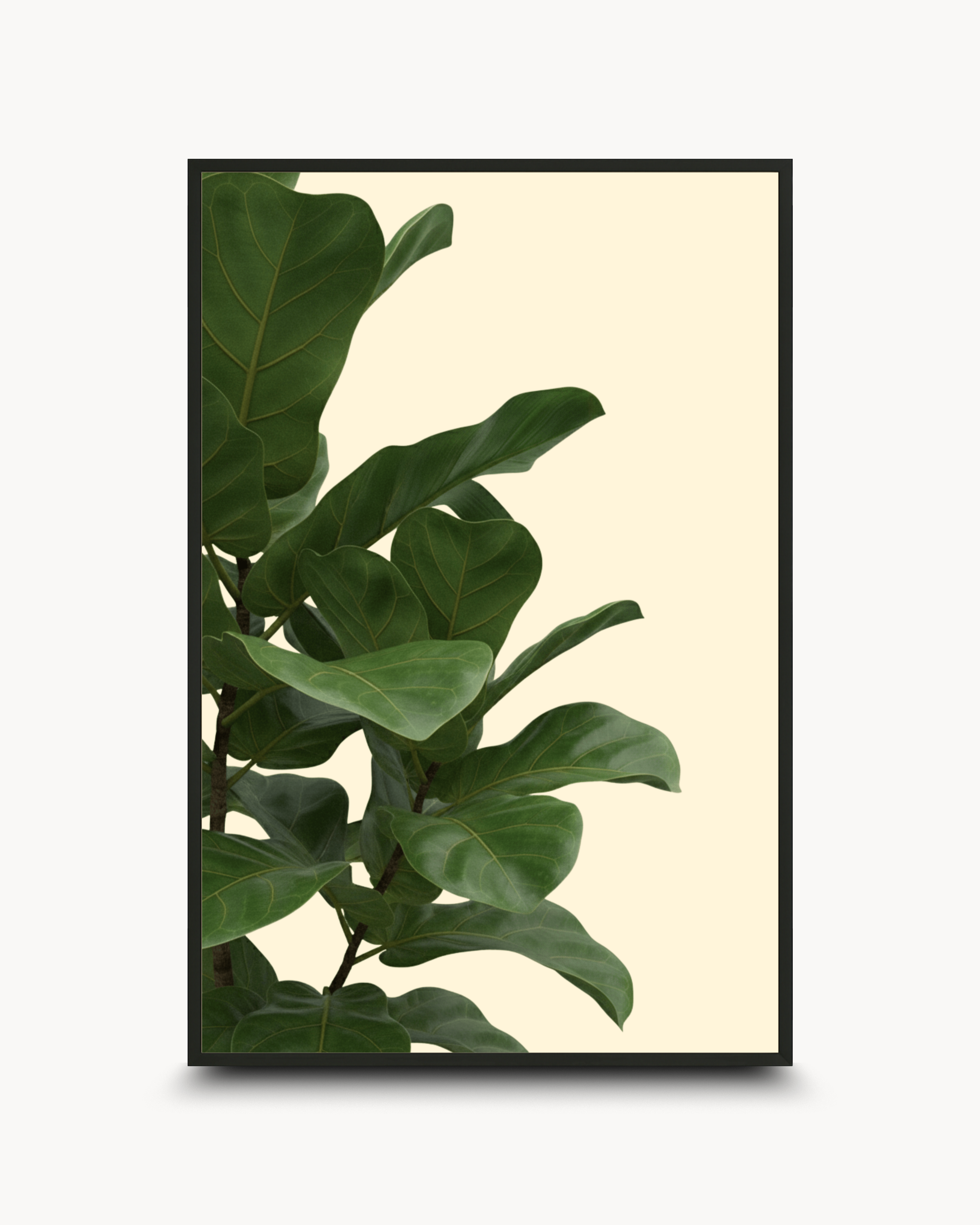 Photography: Houseplants - ४