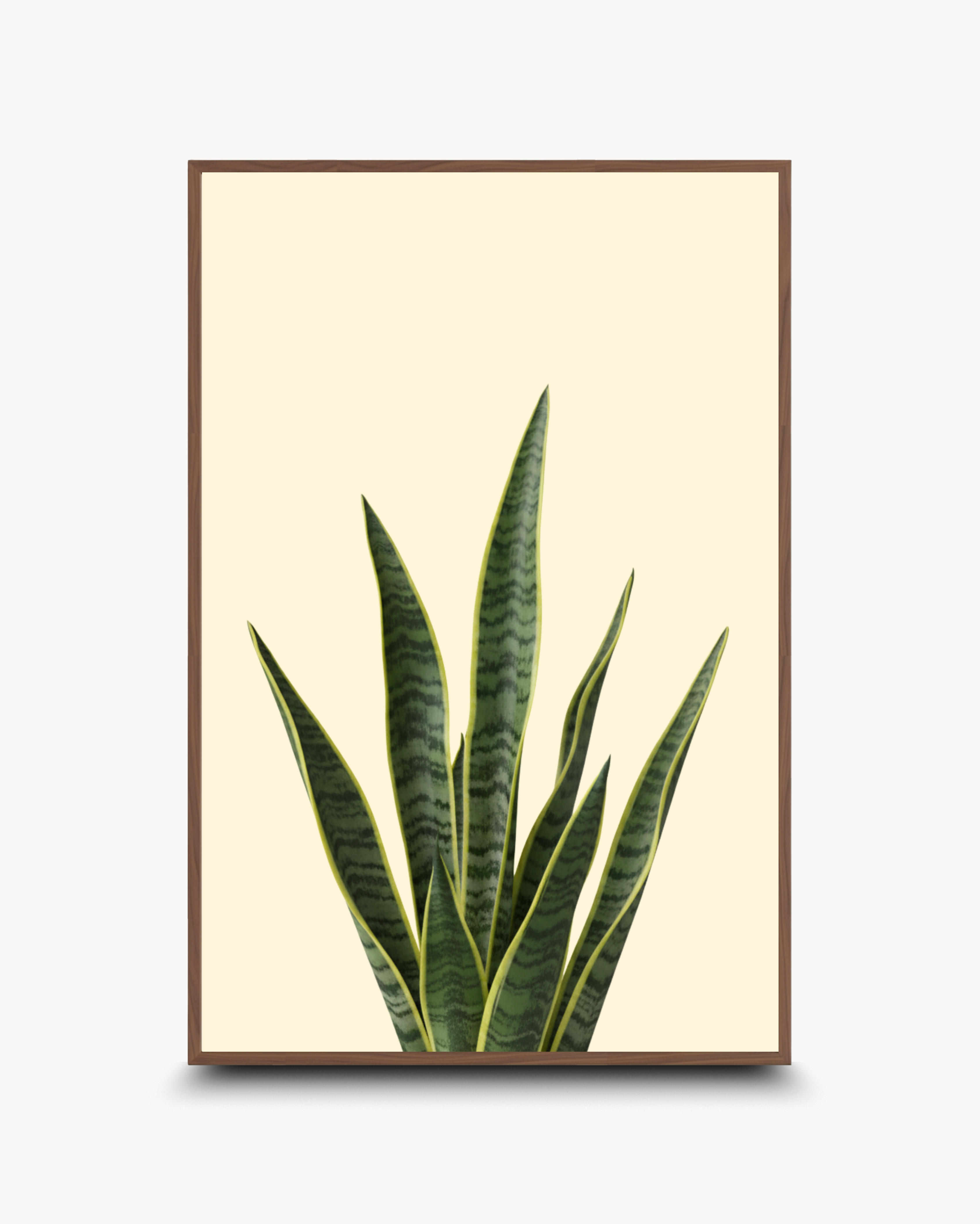 Photography: Houseplants - ५