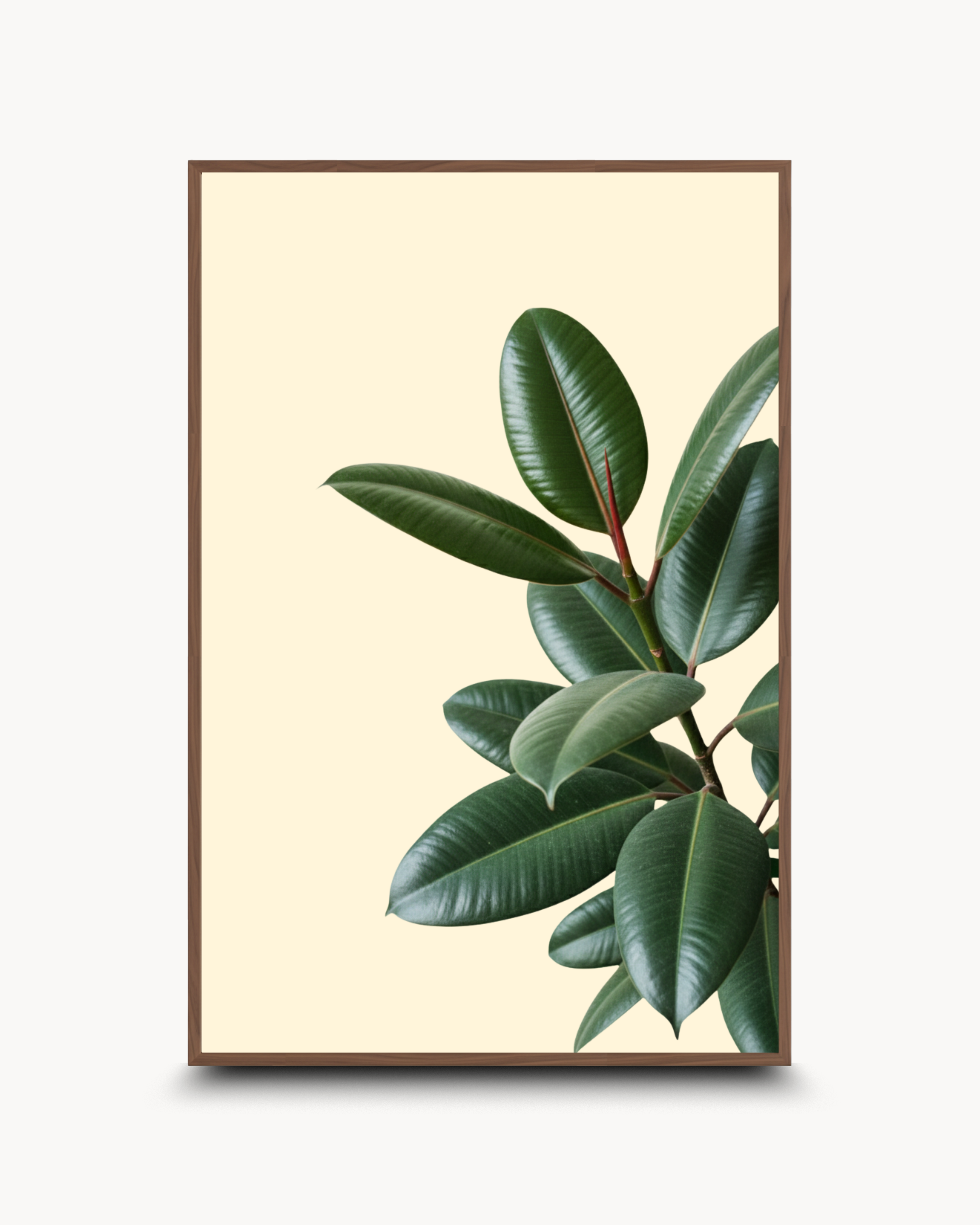 Photography: Houseplants - ६