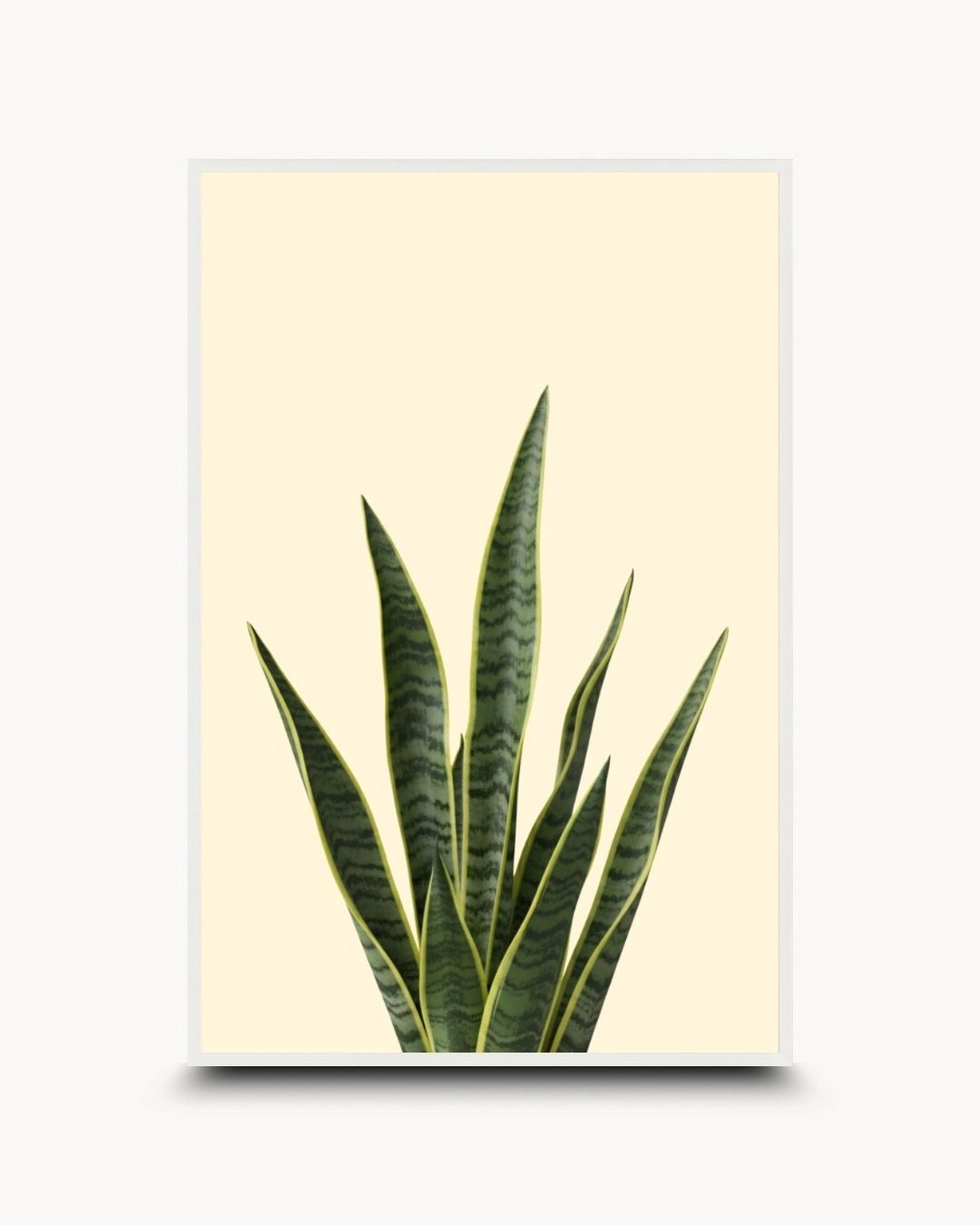 K2C Co. snake plant botanical artwork in a Moon White frame. A clean, minimalist print on a neutral background, perfect for a bright Japandi-style office or living room.